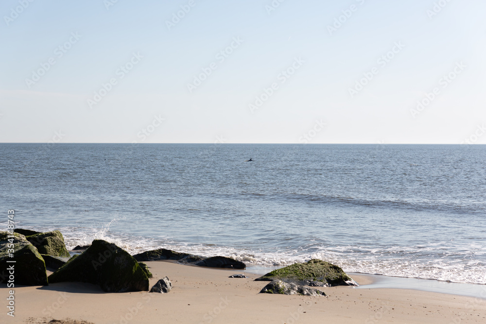 Dolphins swimming close to the shore line. Dolphins swimming close to the shore line.