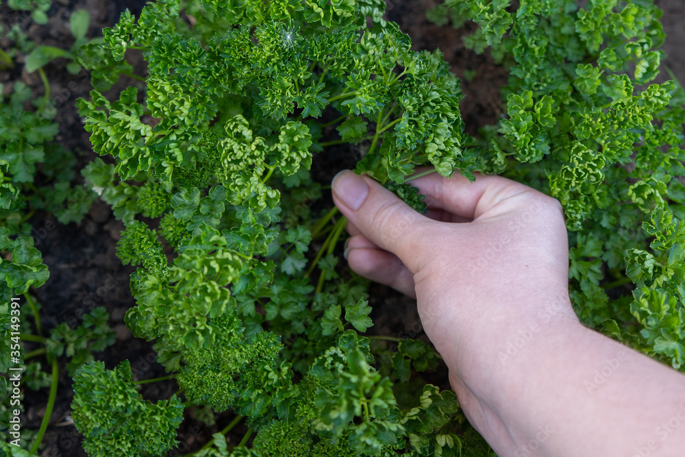 Woman hand plucks the parsley from the garden. Woman hand plucks the parsley from the garden.