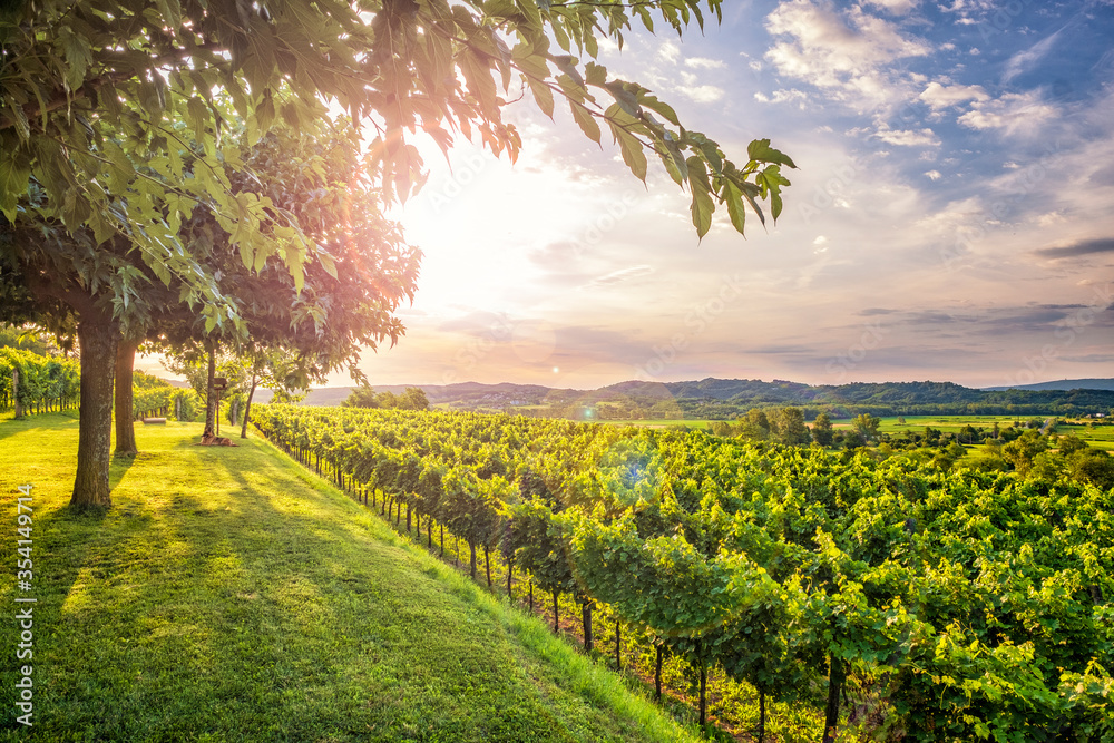 Vineyard in Vipava valley.