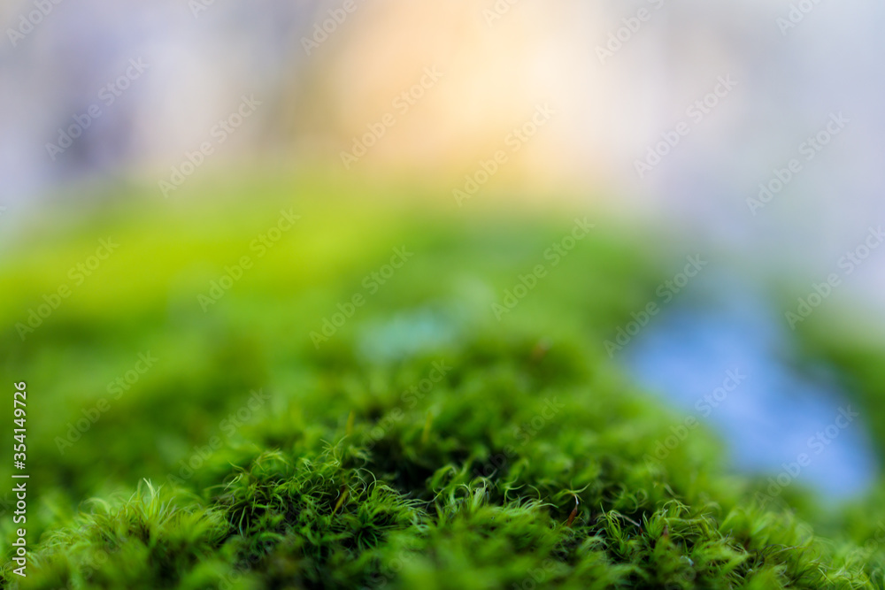 Moss on a rock macro closeup in nature Moss on a rock macro closeup in nature
