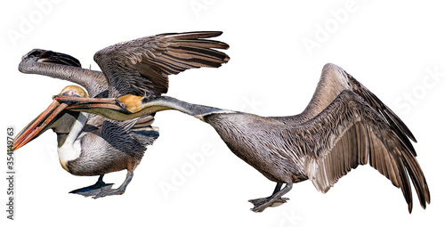 Canvas Print Disputing Brown Pelicans Isolated on White Background