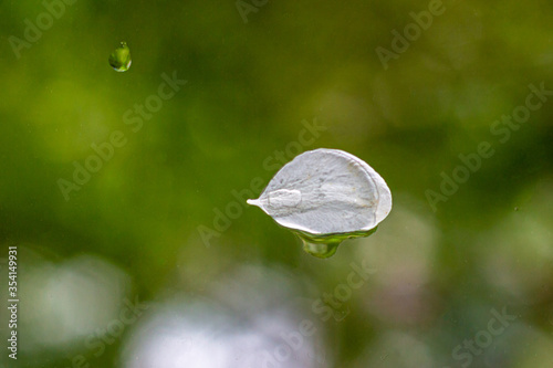 White petal of apple tree sticking to glass in the rain