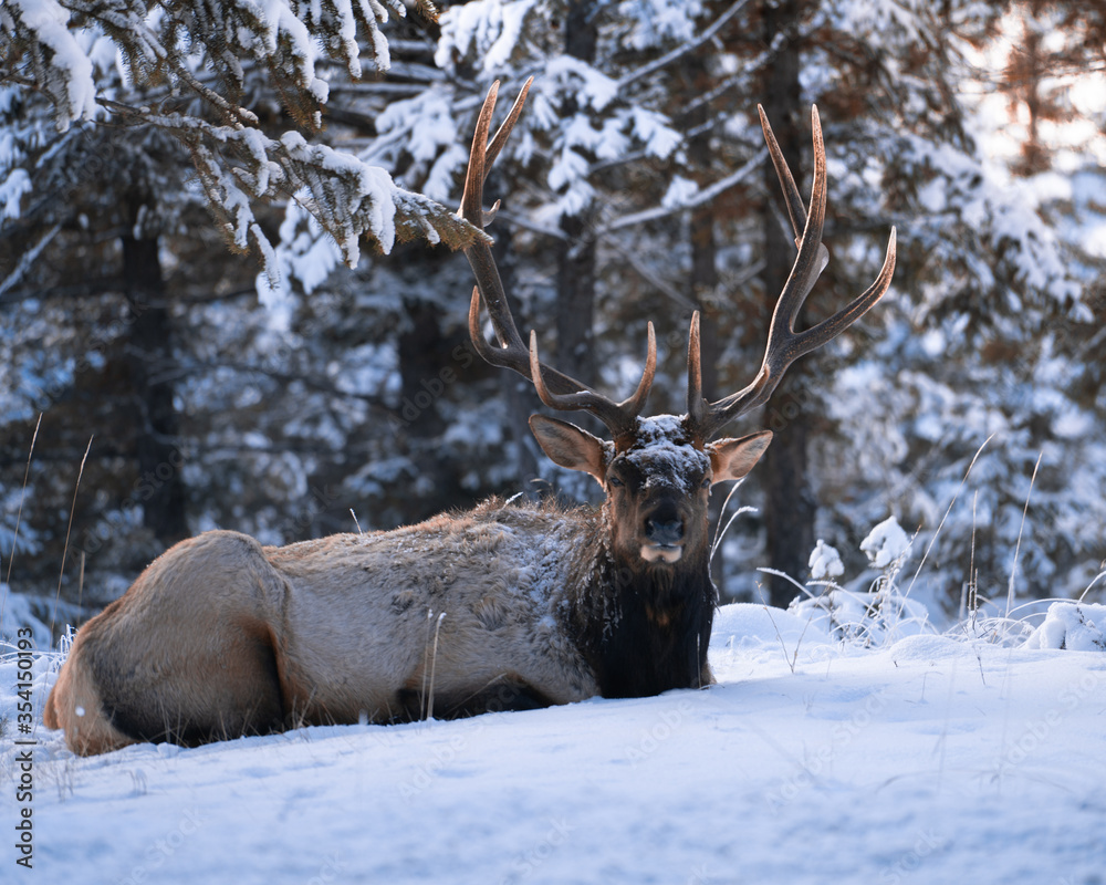 Elk laying down in jasper national park alberta Elk laying down in jasper national park alberta