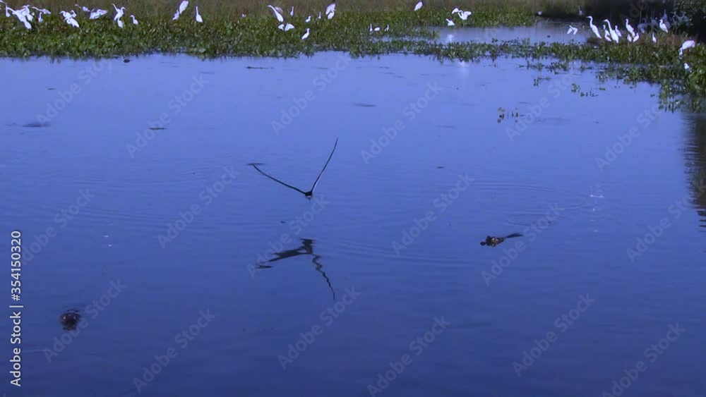 Black Skimmer flying very low over wetlands. Brazilian Pantanal. Slow motion scene. Black Skimmer flying very low over wetlands. Brazilian Pantanal. Slow motion scene.