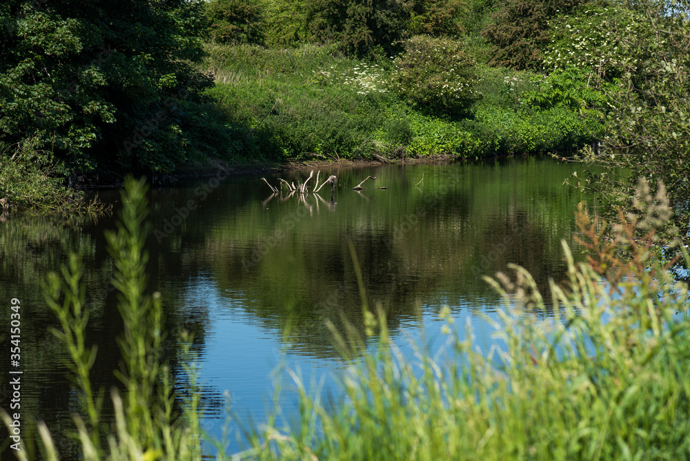 Wood in the River Calder, Wakefield, West Yorkshire, United Kingdom.