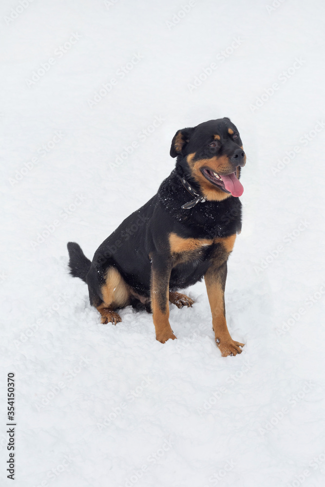 Cute rottweiler puppy is sitting on a white snow in the winter park. Pet animals. Cute rottweiler puppy is sitting on a white snow in the winter park. Pet animals.
