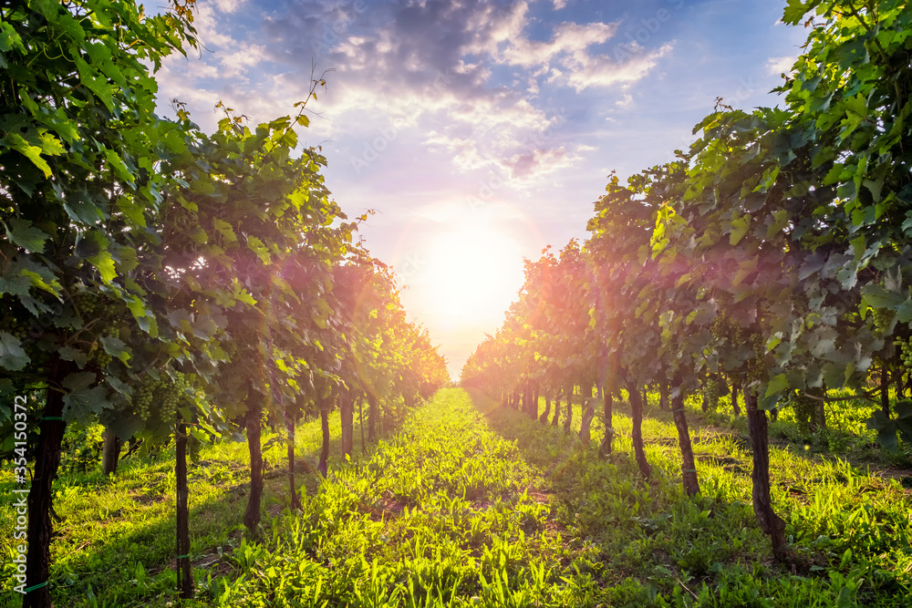 Sunny vineyards in Vipava valley, Slovenia. - obrazy, fototapety, plakaty 