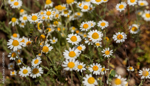 Bloom. Chamomile. Blooming chamomile field, chamomile flowers on meadow in summer, selective focus, blur. Beautiful nature scene with blooming medical daisies on sun day. Beautiful meadow background