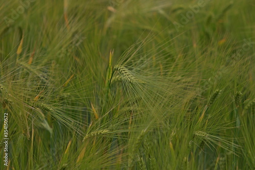 Young green rye grains in the field. Natural corn growing up Fresh, green, young hybrid wheat field in Spring, South-East Europe, with natural afternoon light