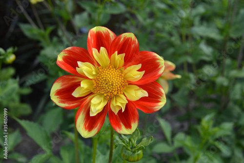 Red and yellow dahlia blooms in the garden