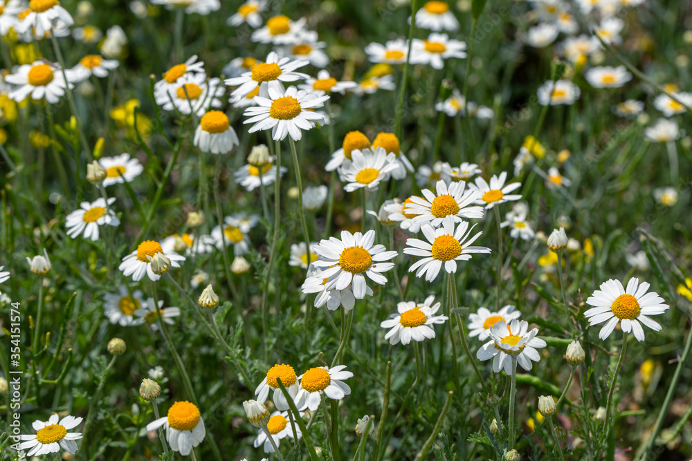 Bloom. Chamomile. Blooming chamomile field, chamomile flowers on meadow in summer, selective focus, blur. Beautiful nature scene with blooming medical daisies on sun day. Beautiful meadow background Bloom. Chamomile. Blooming chamomile field, chamomile flowers on meadow in summer, selective focus, blur. Beautiful nature scene with blooming medical daisies on sun day. Beautiful meadow background