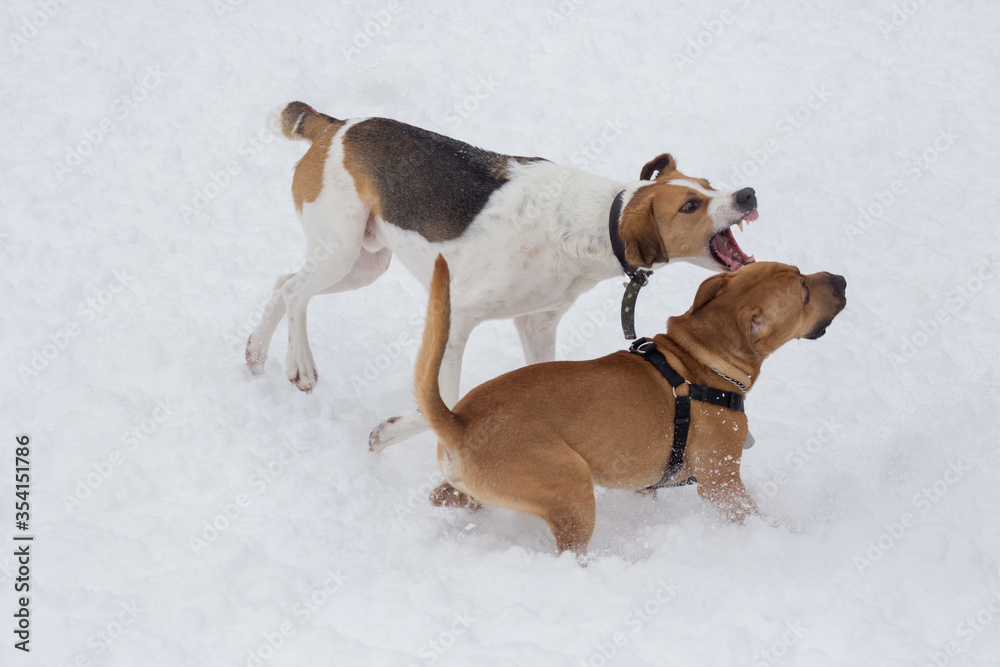 Russian hound and american staffordshire terrier puppy are playing in the winter park. Pet animals. Russian hound and american staffordshire terrier puppy are playing in the winter park. Pet animals.