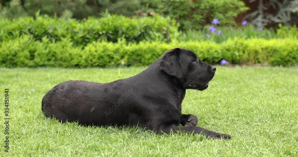 Young black labrador retriever laying on green lawn. Young black labrador retriever laying on green lawn.