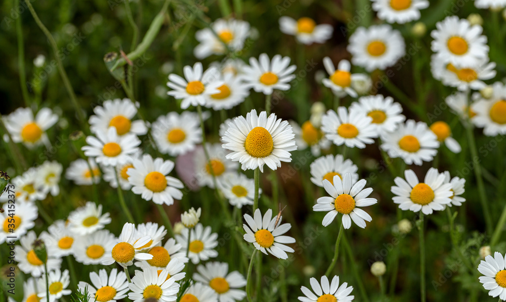 Bloom. Chamomile. Blooming chamomile field, chamomile flowers on meadow in summer, selective focus, blur. Beautiful nature scene with blooming medical daisies on sun day. Beautiful meadow background Bloom. Chamomile. Blooming chamomile field, chamomile flowers on meadow in summer, selective focus, blur. Beautiful nature scene with blooming medical daisies on sun day. Beautiful meadow background
