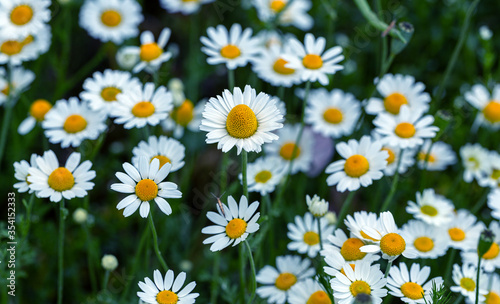 Bloom. Chamomile. Blooming chamomile field  chamomile flowers on  meadow in summer  selective focus  blur. Beautiful nature scene with blooming medical daisies on sun day. Beautiful meadow background