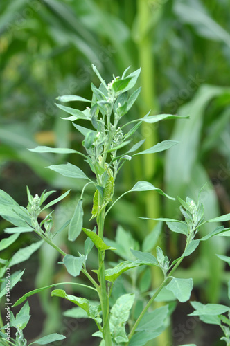 In nature  the grows orach  Chenopodium album 