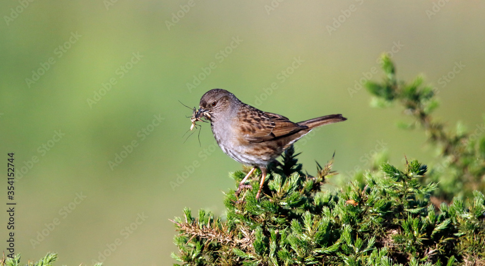 Adult dunnock with food for chicks on the moors in Yorkshire England Adult dunnock with food for chicks on the moors in Yorkshire England