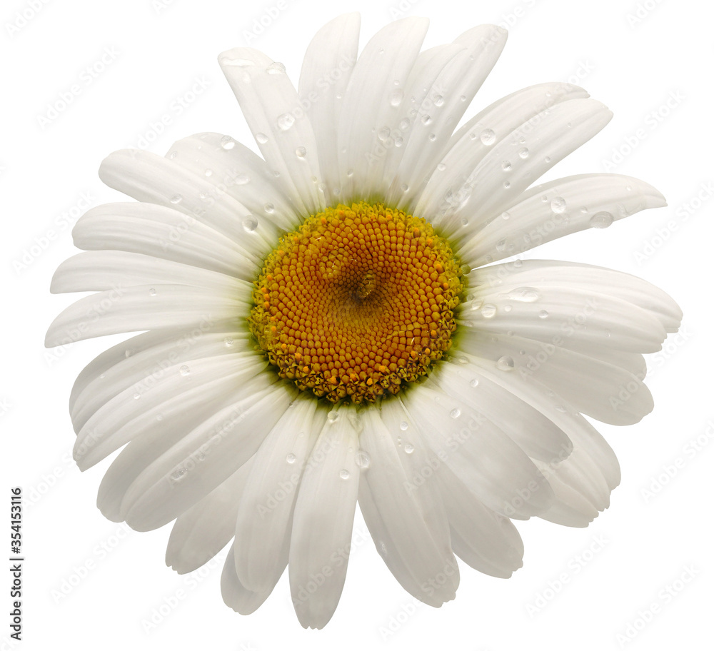 flower  white daisy. isolated on a white background. No shadows with clipping path. Close-up. Nature.