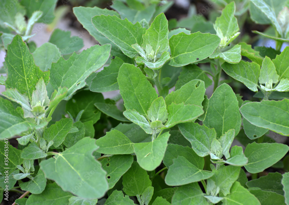 In nature, the grows orach (Chenopodium album) In nature, the grows orach (Chenopodium album)
