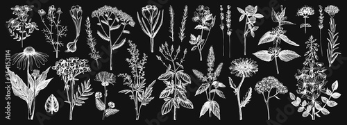 Medicinal herbs collection on chalkboard. Vector set of hand-drawn summer florals, herbs, weeds, and meadows. Vintage plants illustration. Wildflowers outlines set.