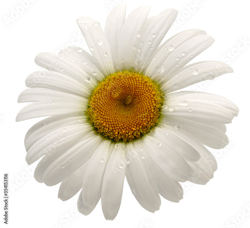 flower  white daisy. isolated on a white background. No shadows with clipping path. Close-up. Nature.