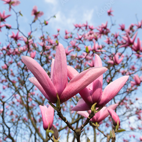Magnolia 'Galaxy' at Kew Gardens, London, England