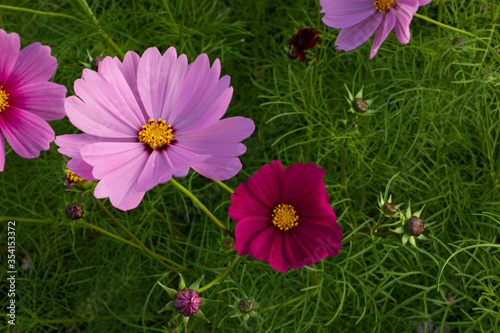 pink cosmos flower