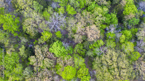 Fototapeta Naklejka Na Ścianę i Meble -  beautiful view of a forest from a drone