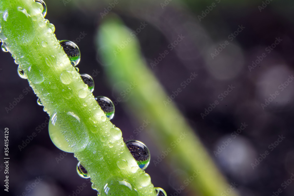 Fototapeta premium sprouts of corn sown in rows, against the background of soil