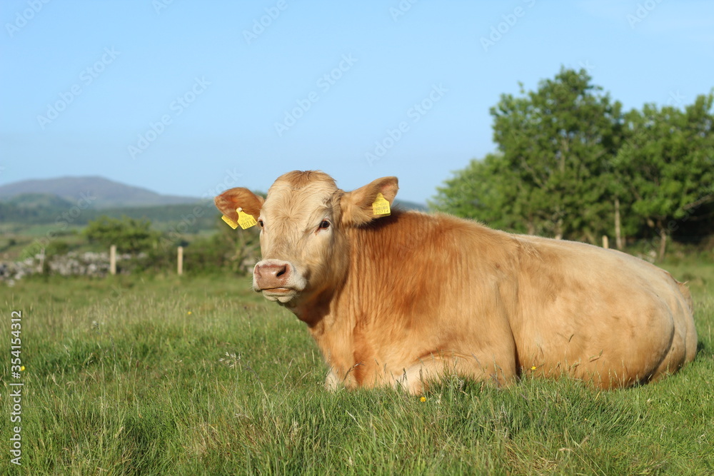 Cattle - a Charolais bullock lying on grass on farmland in rural Ireland during summertime