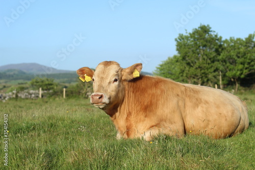 Cattle - a Charolais bullock lying on grass on farmland in rural Ireland during summertime