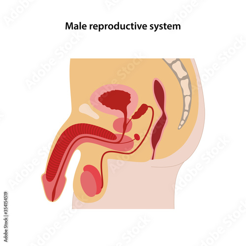 Male reproductive system. Sagittal section. Medical vector illustration in flat style on white background. photo