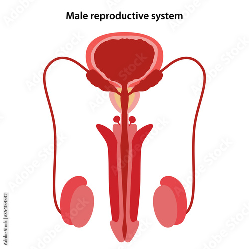 Male reproductive system. Medical vector illustration in flat style on white background.