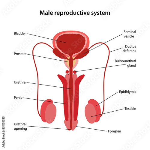 Male reproductive system with main parts labeled. Medical vector illustration in flat style on white background.