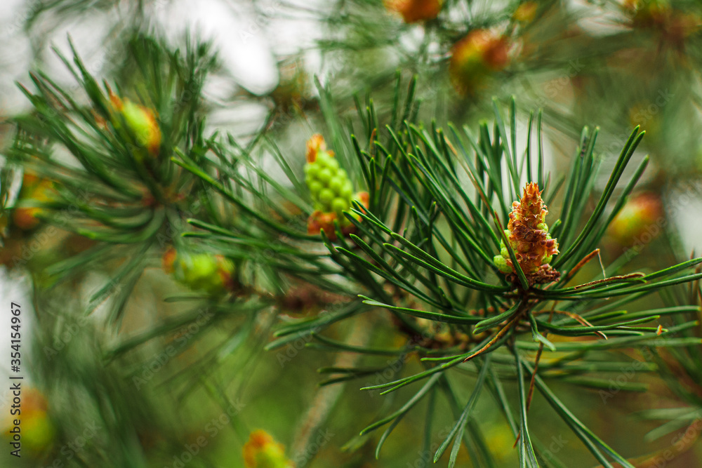 Green fir branch with brown pine cones close up macro. Spruce branch on blur green background. Concept of nature, plants, fir trees and flora. Forest of Christmas trees Green fir branch with brown pine cones close up macro. Spruce branch on blur green background. Concept of nature, plants, fir trees and flora. Forest of Christmas trees