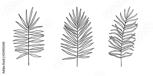 Set of exotic palm tree tropical leaves, hand-drawn in a doodle for elegant design of ornaments, patterns. Vector hand drawn set of silhouette leaves in outline technique on the white background.