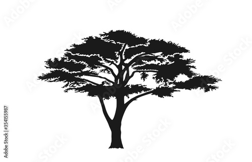 acacia tree silhouette. australian and african tree