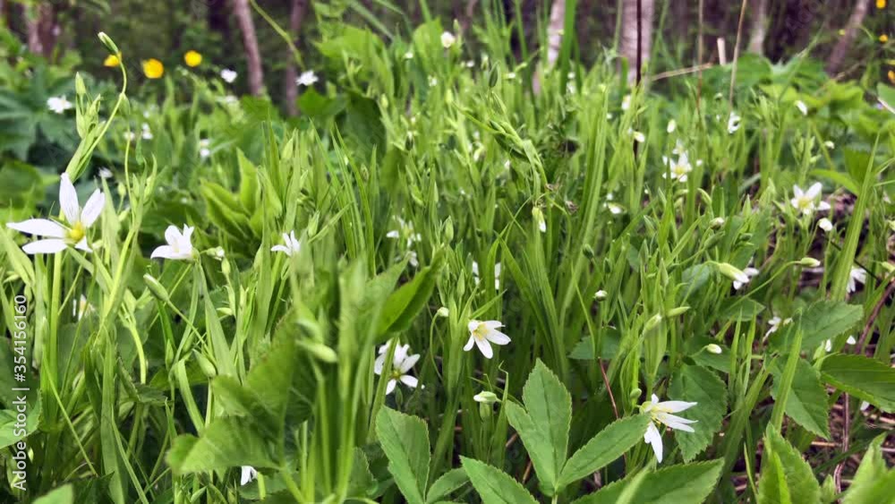 White spring wildflowers in the wind White spring wildflowers in the wind