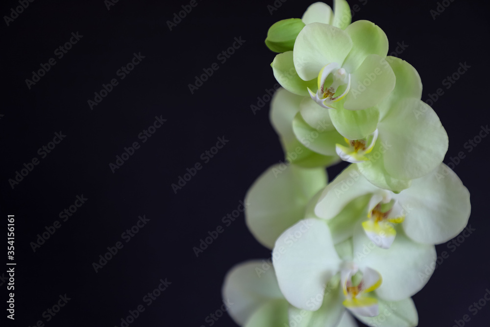 Close-up of a blooming orchid bud. selective focus. Phalaenopsis orchid. Close-up of a blooming orchid bud. selective focus. Phalaenopsis orchid.