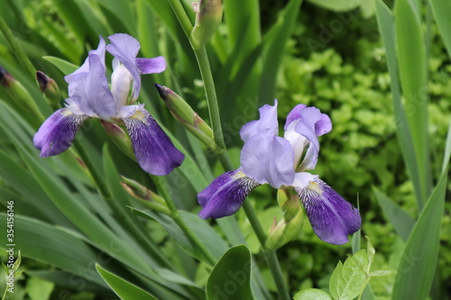Purple iris flower in the garden