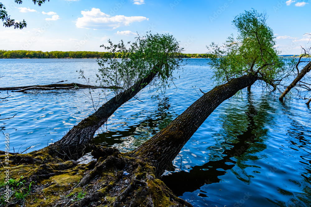 Trees growing above the water on a Kremenchug reservoir. Summer landscape