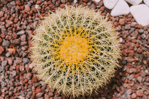 Close up cactus texture detail