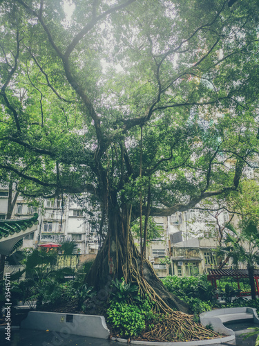Banyan Tree in Hong Kong