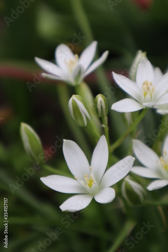 White Ornithogalum Flowers in the Garden