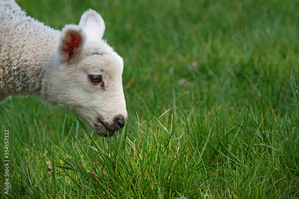 A closeup of a new born lamb sniffing the fresh grass in spring A closeup of a new born lamb sniffing the fresh grass in spring