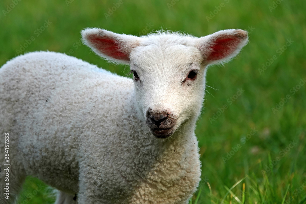 A closeup of a new born lamb in a field of grass at springtime