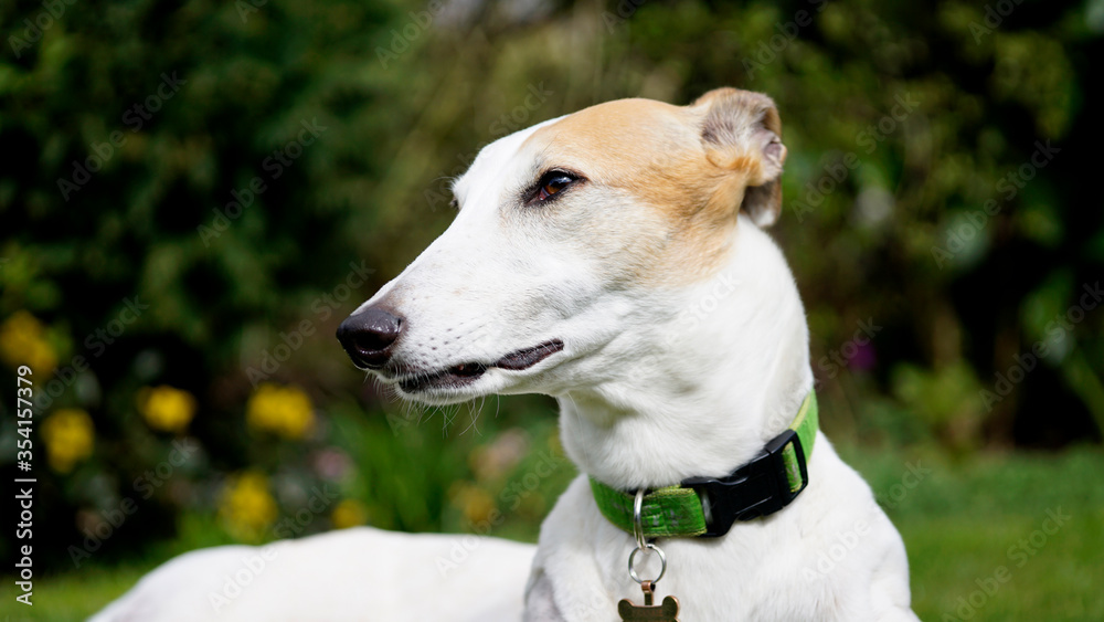 A beautiful lemon and white greyhound lying down and looking away frm the camera in profile