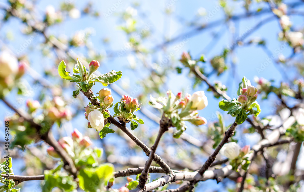 Flowering tree. The Apple tree blooms. Apple blossom. Spring. Flowering tree. The Apple tree blooms. Apple blossom. Spring.