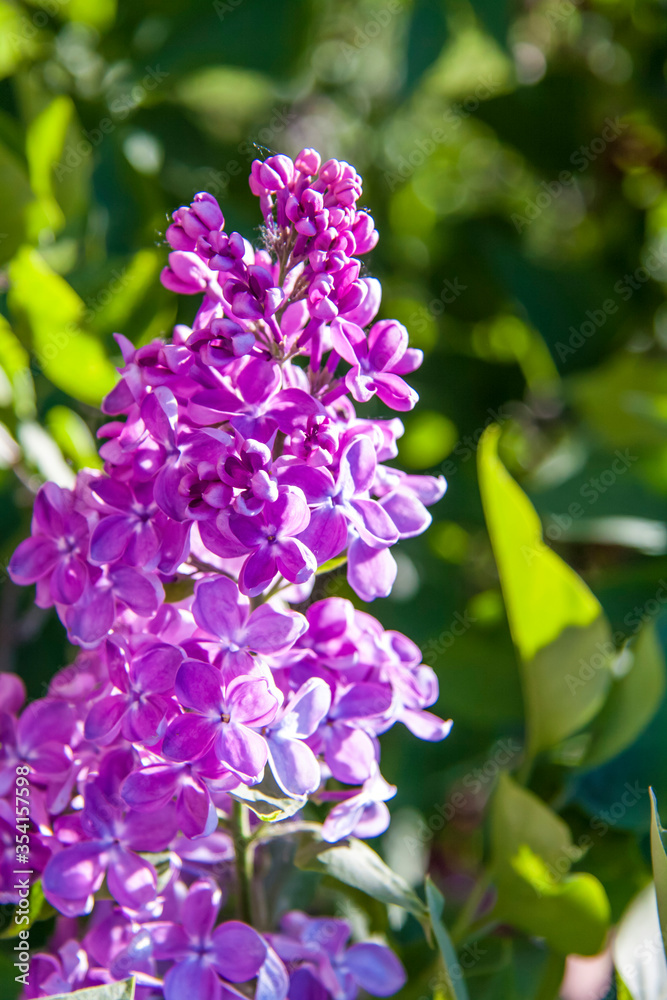 Lilac. Spring, flowers. Flowering tree. Lilac. Spring, flowers. Flowering tree.