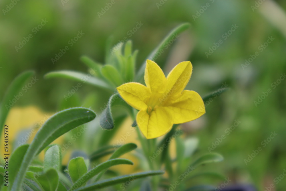 Fototapeta premium Outsidepride Yellow Calibrachoa Flower